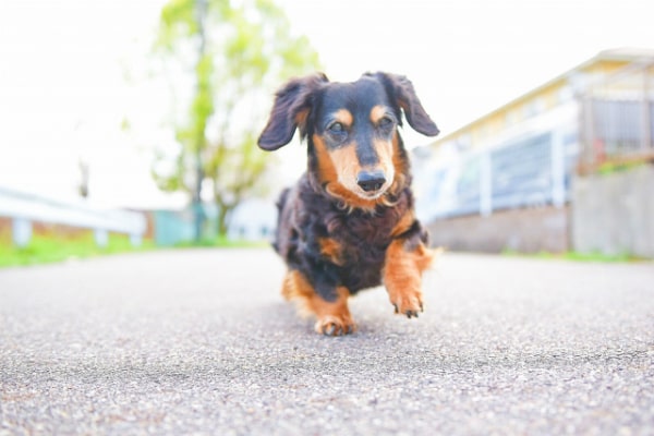 動物看護師の平均年収はどれくらい？給料アップの方法ややりがいとは？