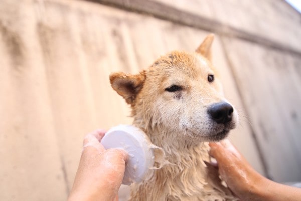 独学で動物介護士（ペット介護士）に合格するための勉強法を紹介！のイメージ